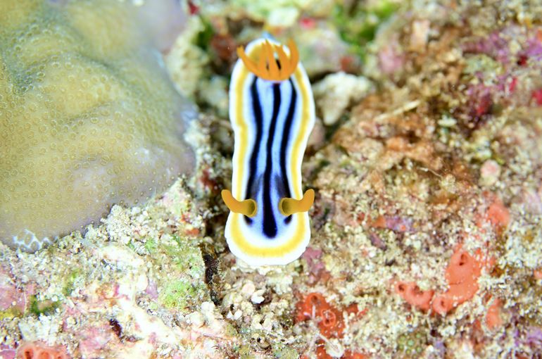 スキューバダイビング　ダイビング　diving