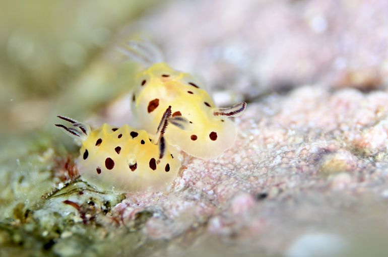 ウミウシ　竹富　海