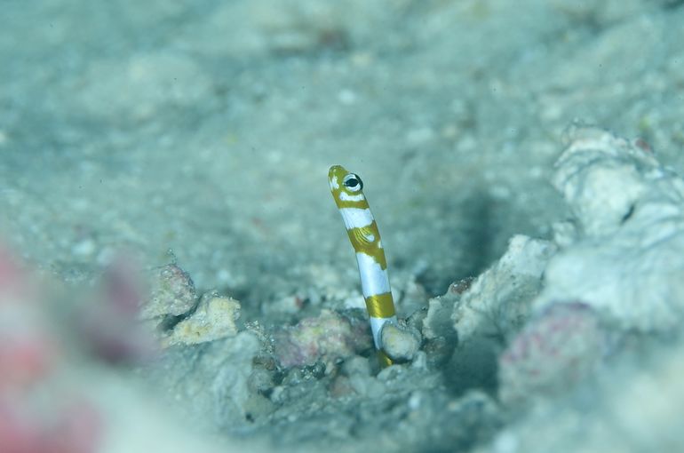 沖縄　石垣　okinawa