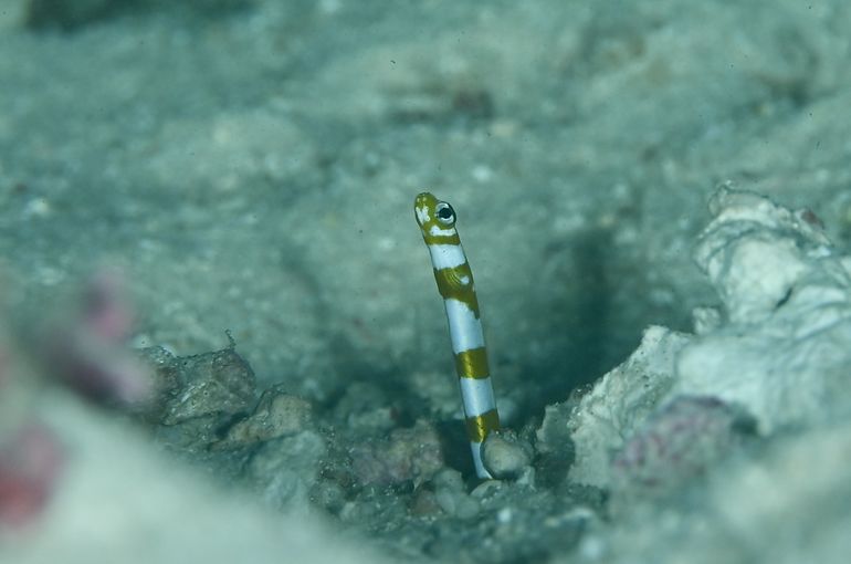 スキューバダイビング　ダイビング　diving