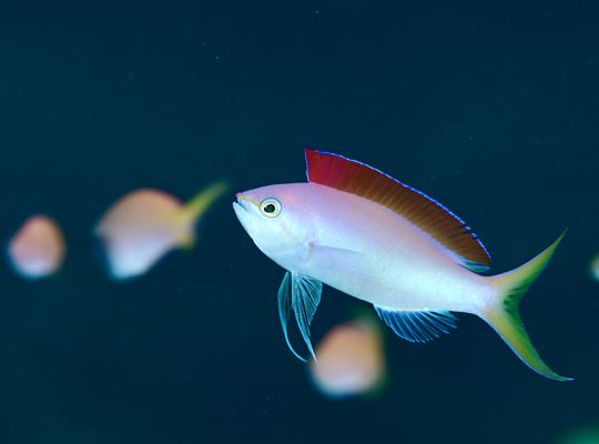 沖縄　石垣　okinawa