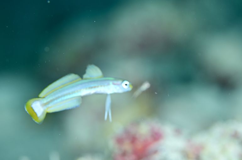 スキューバダイビング　ダイビング　diving