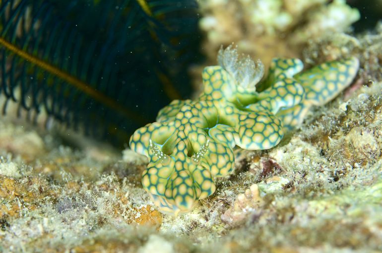 ウミウシ　ハゼ　海