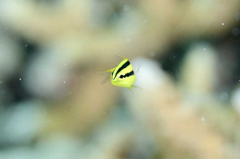 スズメダイ　ヒラムシ　海