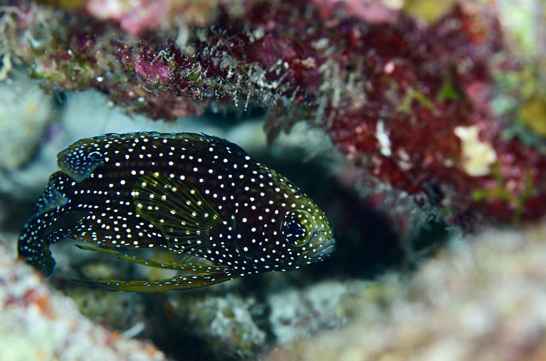 スキューバダイビング　ダイビング　diving