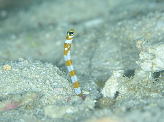 スキューバダイビング　ダイビング　diving