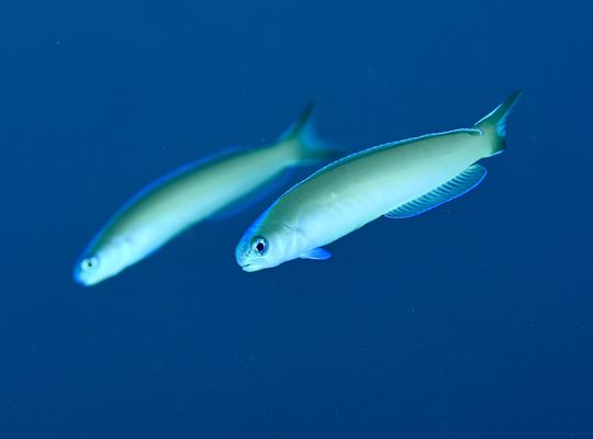 スキューバダイビング　ダイビング　diving