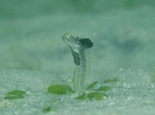 スキューバダイビング　ダイビング　diving
