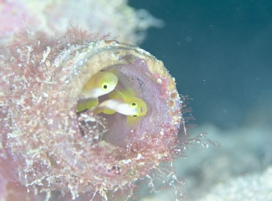 スキューバダイビング　ダイビング　diving