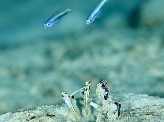 スキューバダイビング　ダイビング　diving