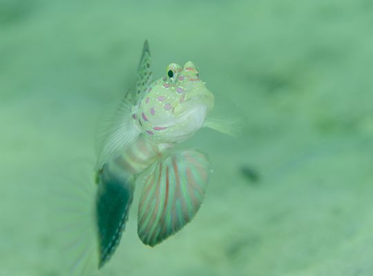 スキューバダイビング　ダイビング　diving
