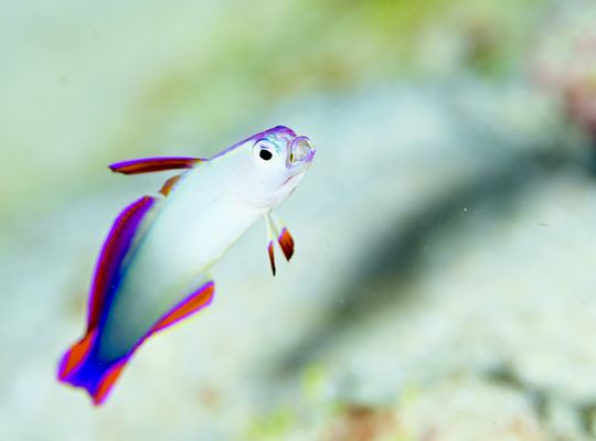 アケボノハゼ　ハゼ　ベラ