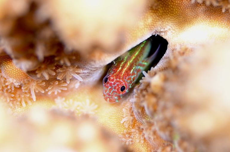 okinawa Sea diving