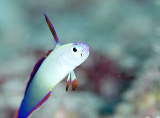 スキューバダイビング　ダイビング　diving