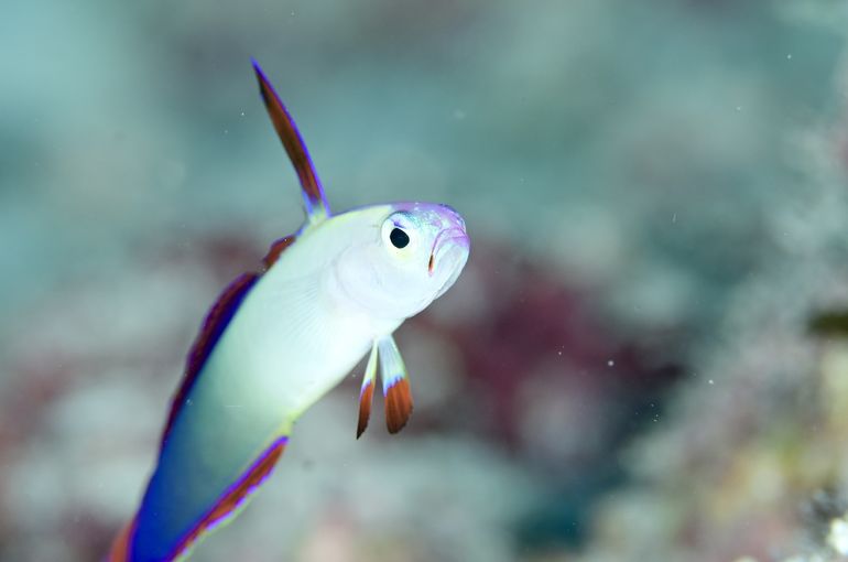 スキューバダイビング　ダイビング　diving