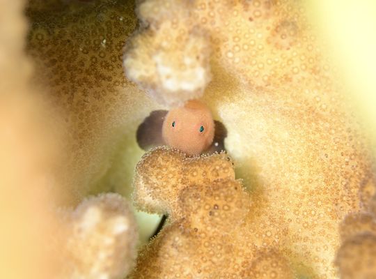 スキューバダイビング　ダイビング　diving