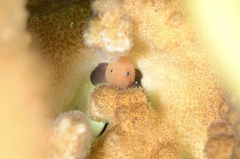 スキューバダイビング　ダイビング　diving