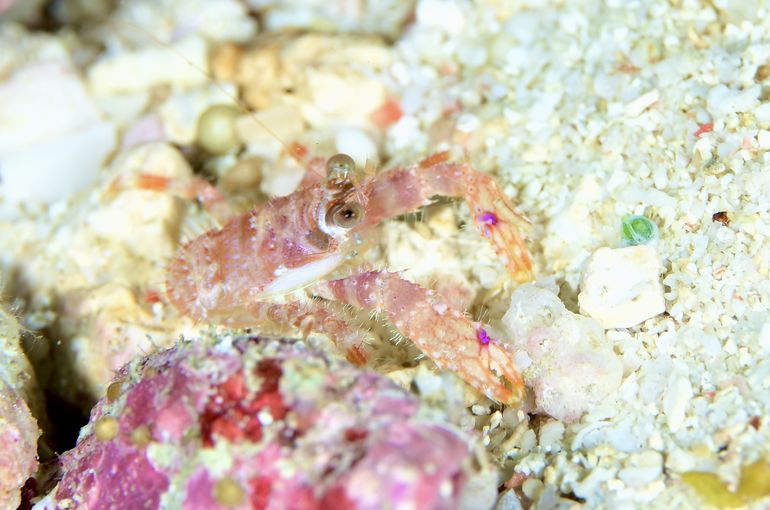 スズメダイ　エビ　ベラ