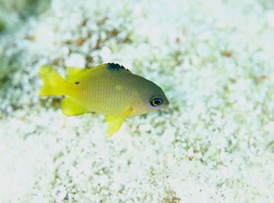 スキューバダイビング　ダイビング　diving