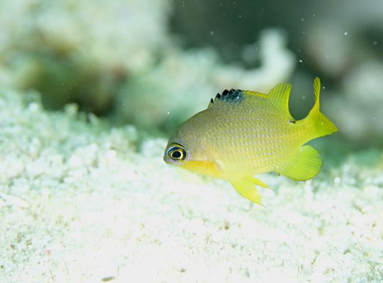 スキューバダイビング　ダイビング　diving