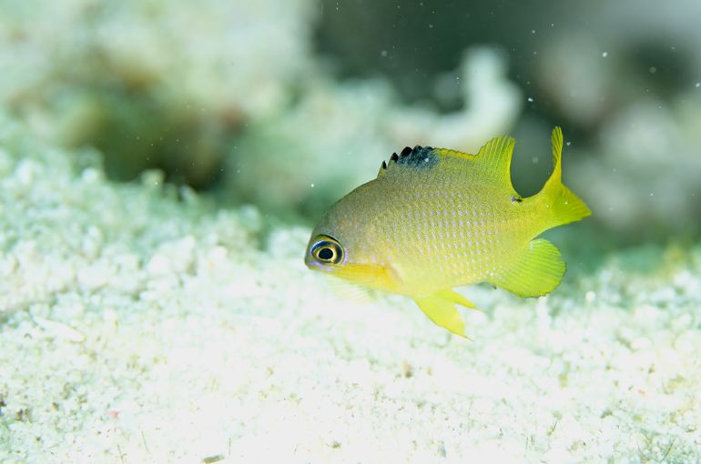 スキューバダイビング　ダイビング　diving
