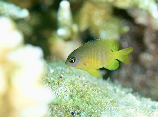 スキューバダイビング　ダイビング　diving