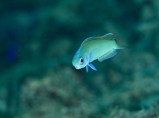 スキューバダイビング　ダイビング　diving