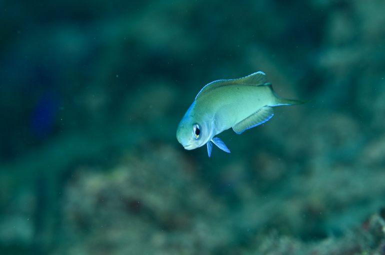 スキューバダイビング　ダイビング　diving