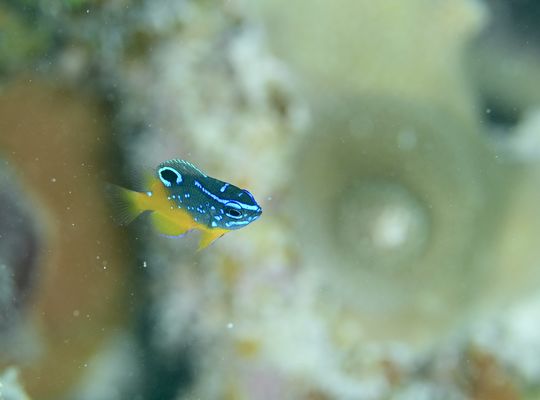 スキューバダイビング　ダイビング　diving