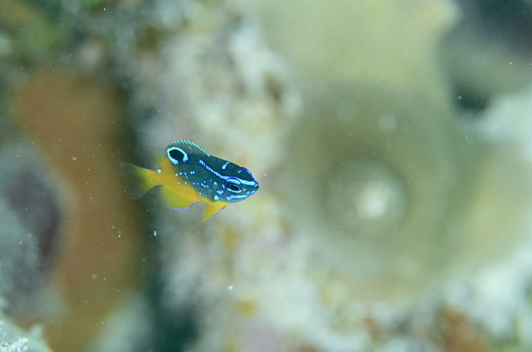 スキューバダイビング　ダイビング　diving