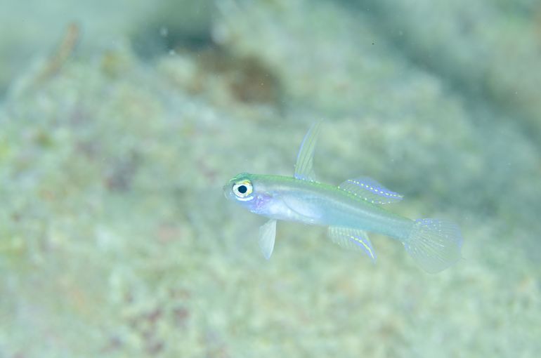 沖縄　okinawa 石垣
