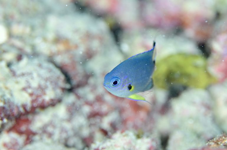 スズメダイ　ハゼ　海