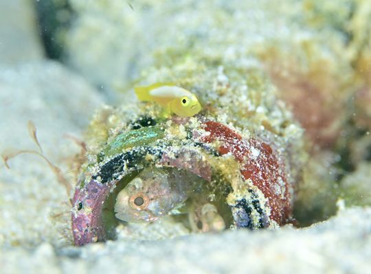 スキューバダイビング　ダイビング　diving