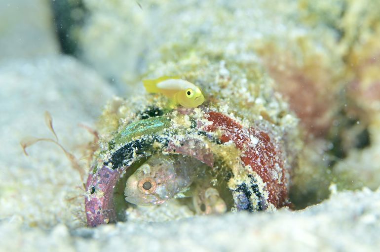 スキューバダイビング　ダイビング　diving