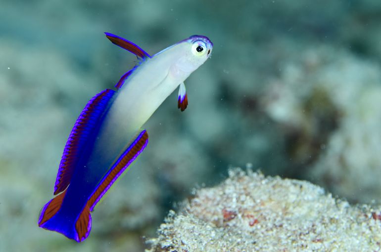 沖縄　okinawa 石垣