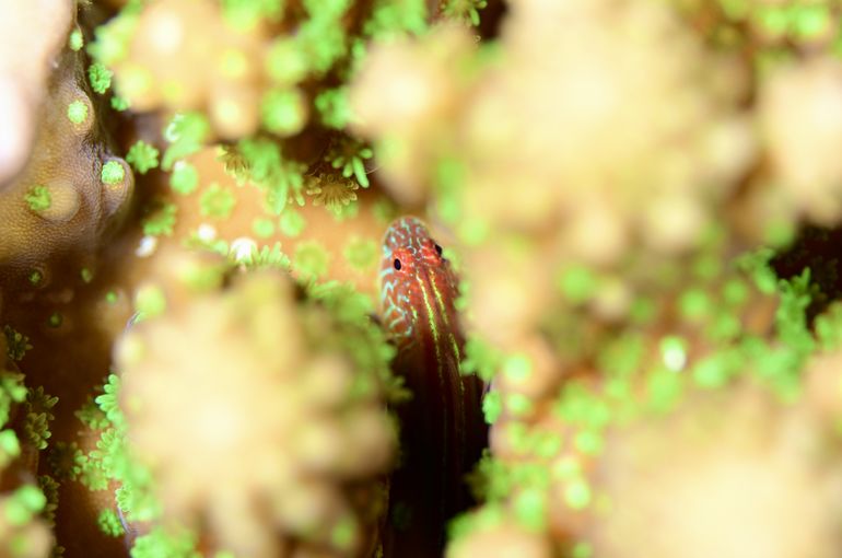 マクロ　Photodiving  Sea