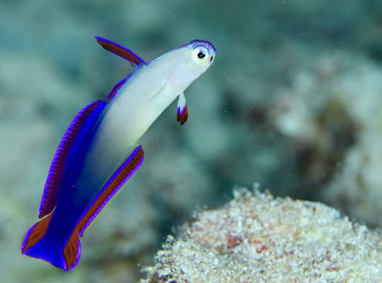 アケボノハゼ　ナカモトイロワケハゼ　オドリハゼ