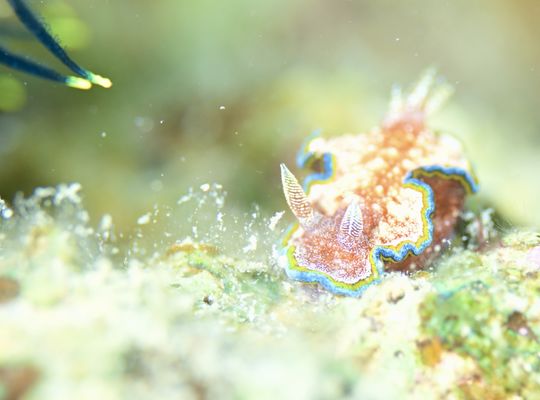 イレズミコバンハゼ　モンジャウミウシ　シズクイソハゼ