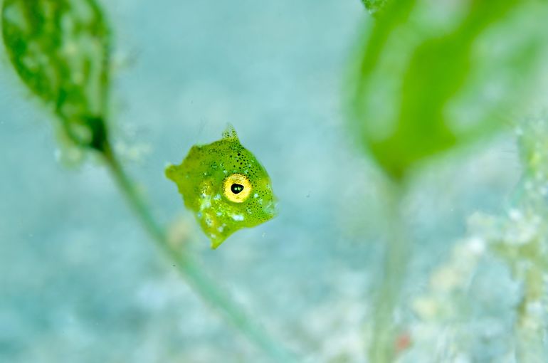 ベストシーズン　撮影　Photodiving