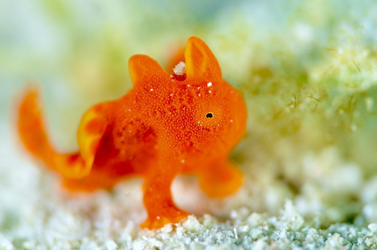 カエルアンコウ　ホムラハゼ　マダラタルミ