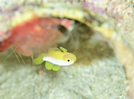 ナカモトイロワケハゼ　アケボノハゼ　ヘルフリッチ