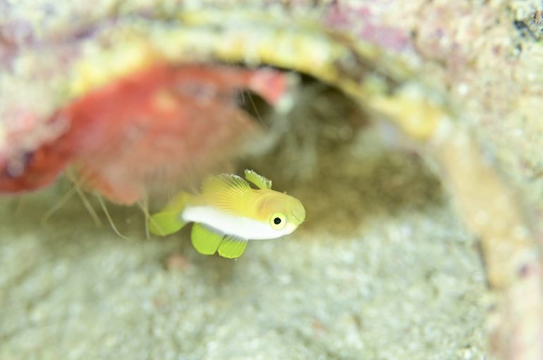 ナカモトイロワケハゼ　アケボノハゼ　ヘルフリッチ