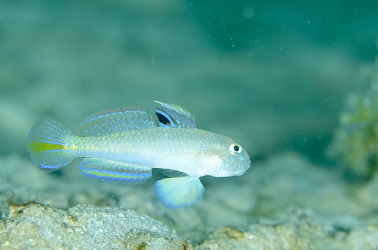 ケショウハゼ　バイオレットボクサーシュリンプ　海