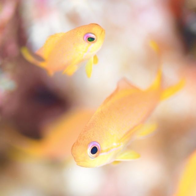 diving