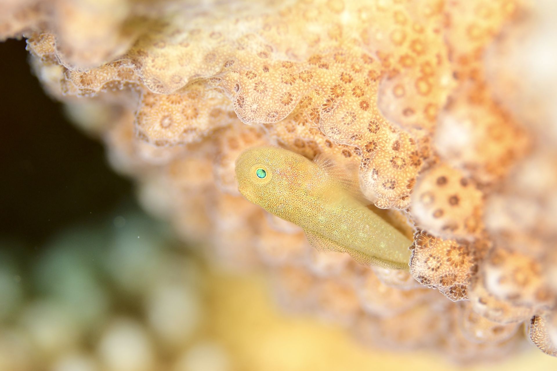 MAC_7935.jpeg